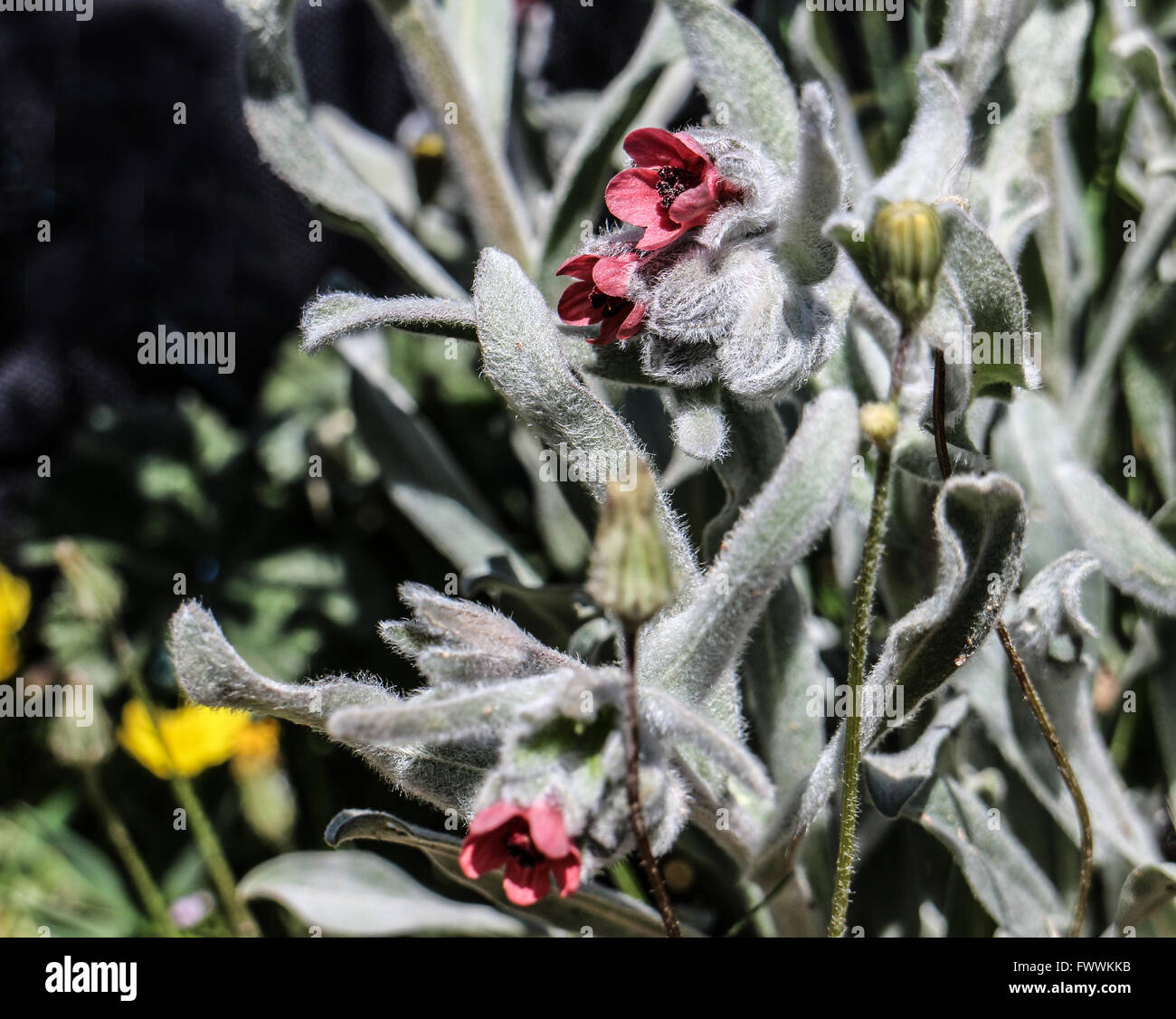 Pardoglossum cheirifolium Stock Photo
