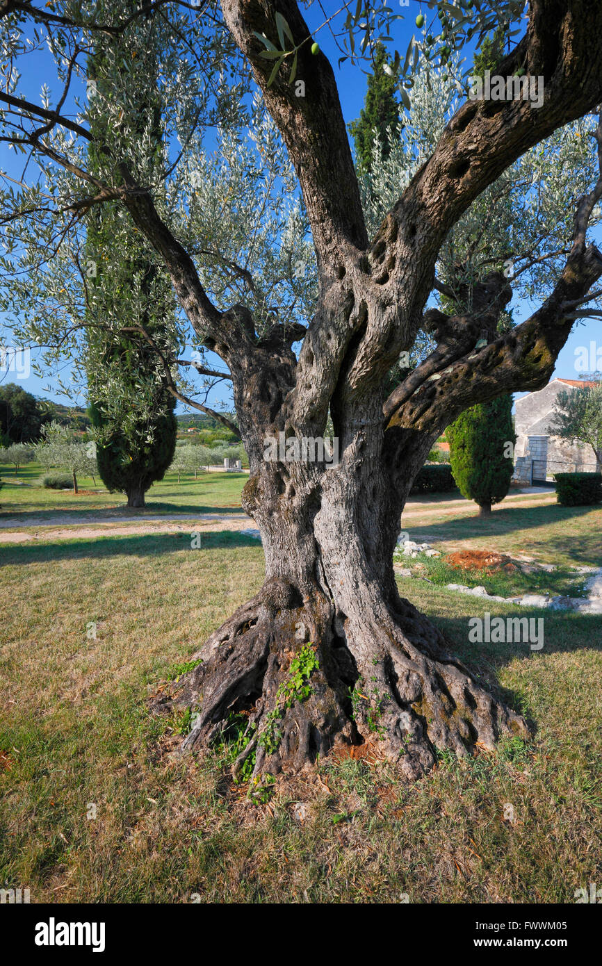 Olive tree trunk Stock Photo