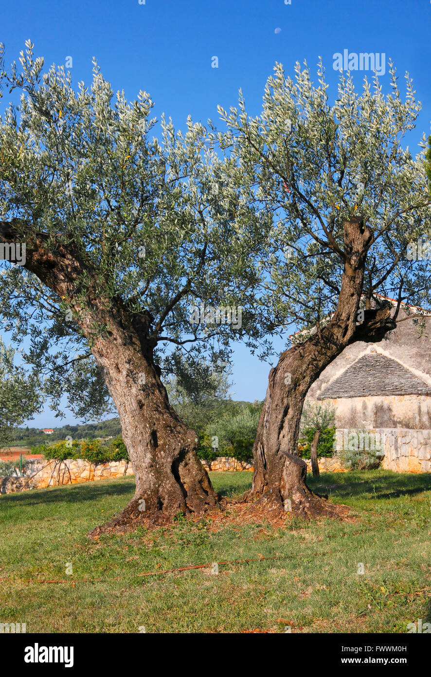 An old olive tree in Istria, Croatia Stock Photo