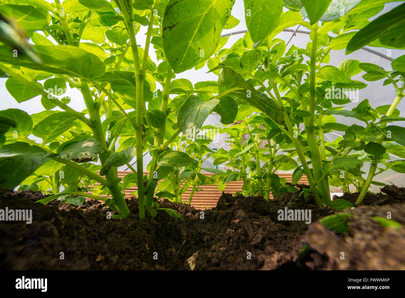 New potatoes growing in a polytunnel, Shropshire, England. Stock Photo