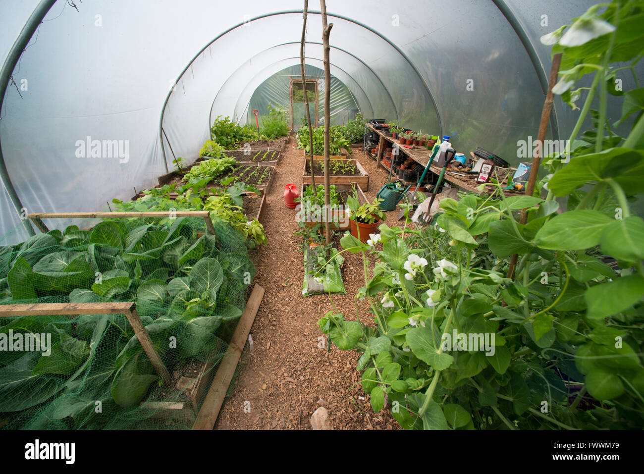 A polytunnel in summer weather, Shropshire, England Stock Photo Alamy