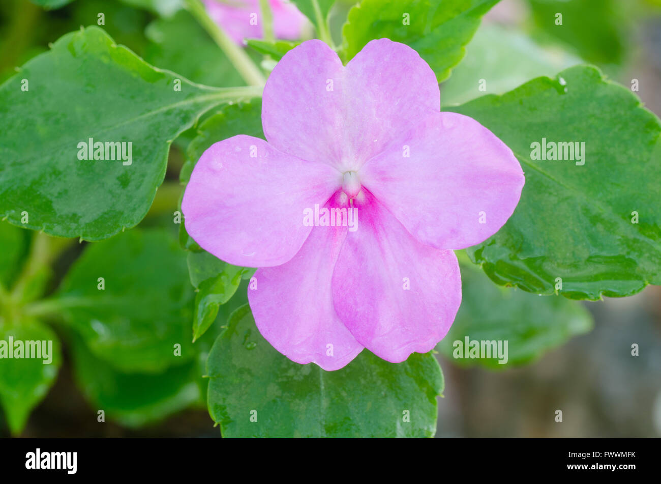 Impatiens flower Stock Photo