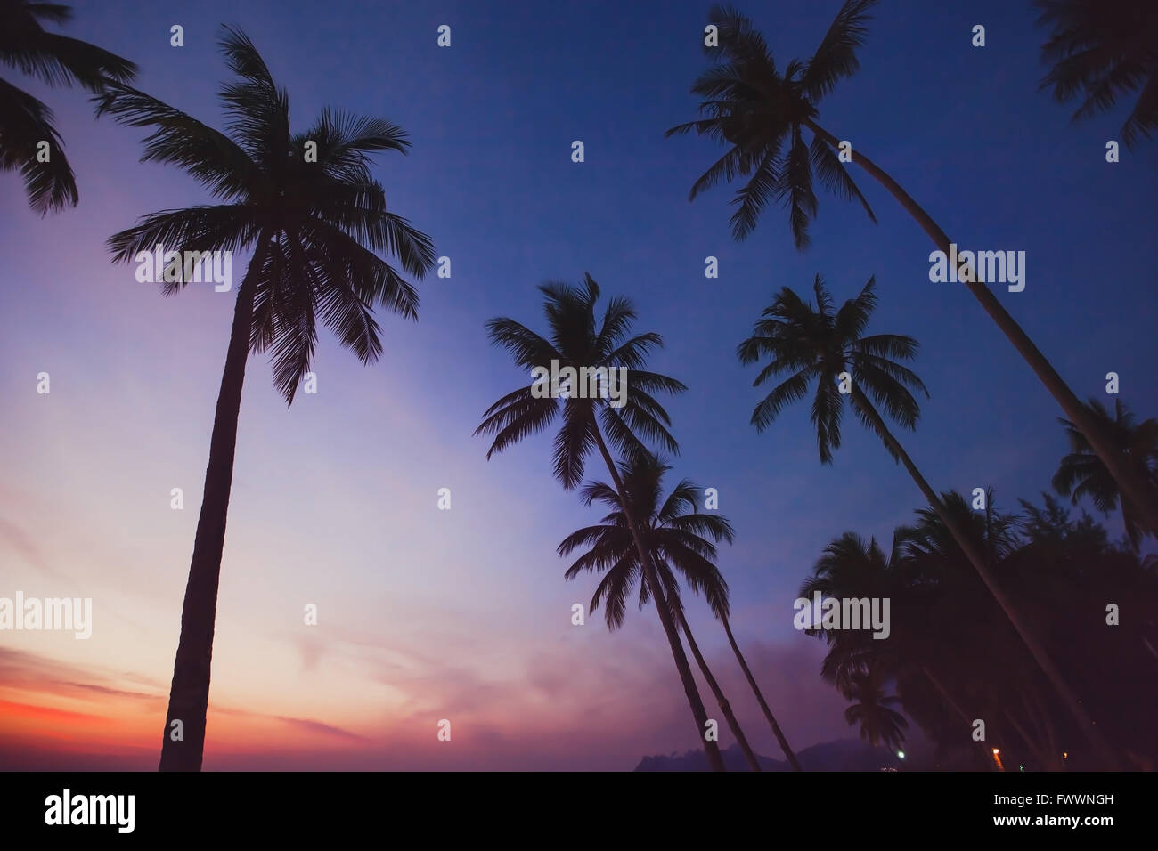 tropical landscape by night, silhouettes of palm trees on the beach with sunset sky Stock Photo