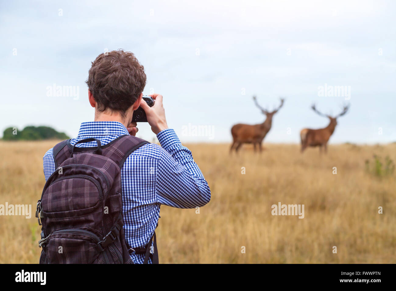 photographer taking photo of wildlife, man with camera and two deers in the nature Stock Photo