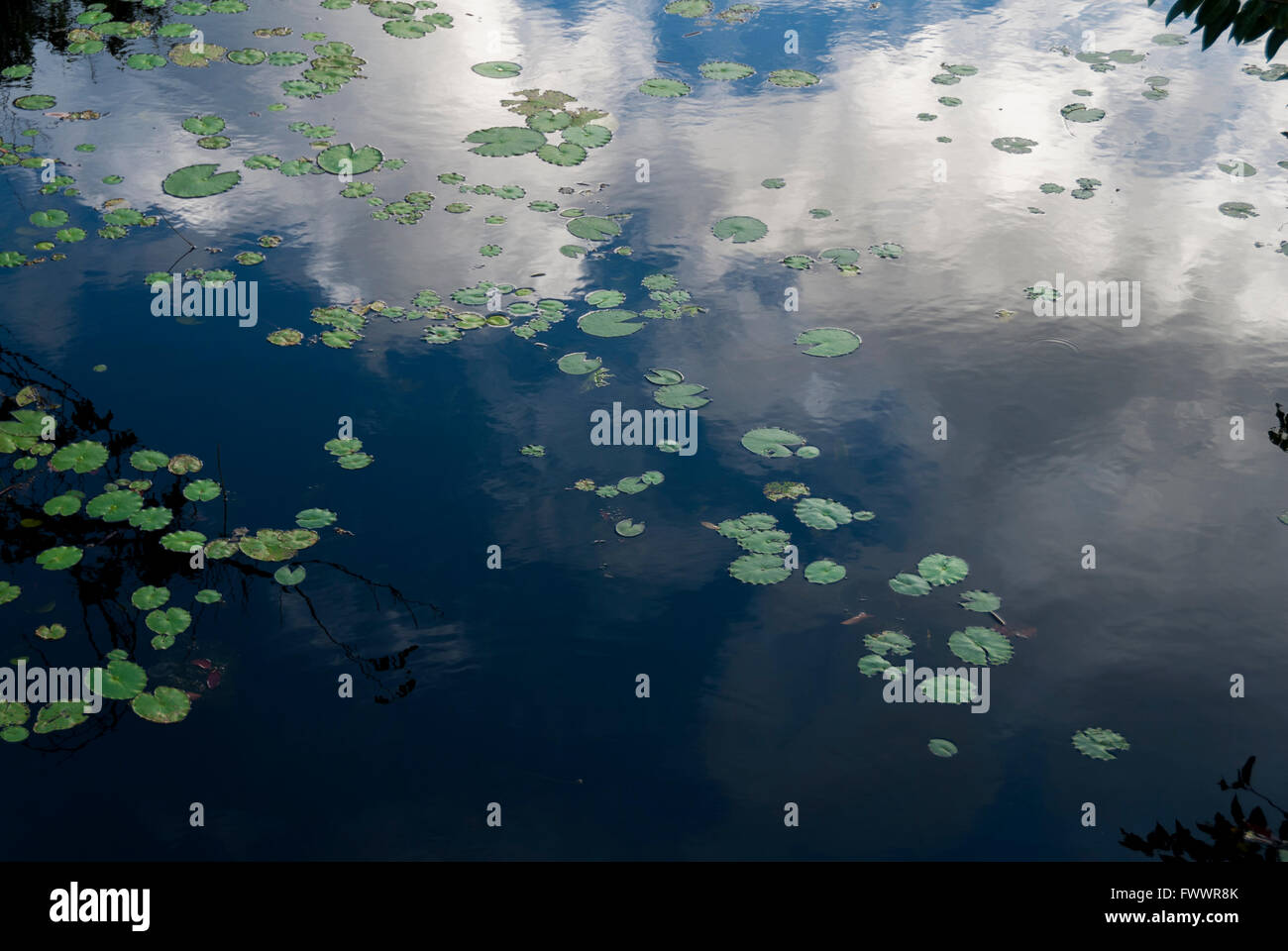 Blue sky with white clouds reflected on water, green water plants in ...