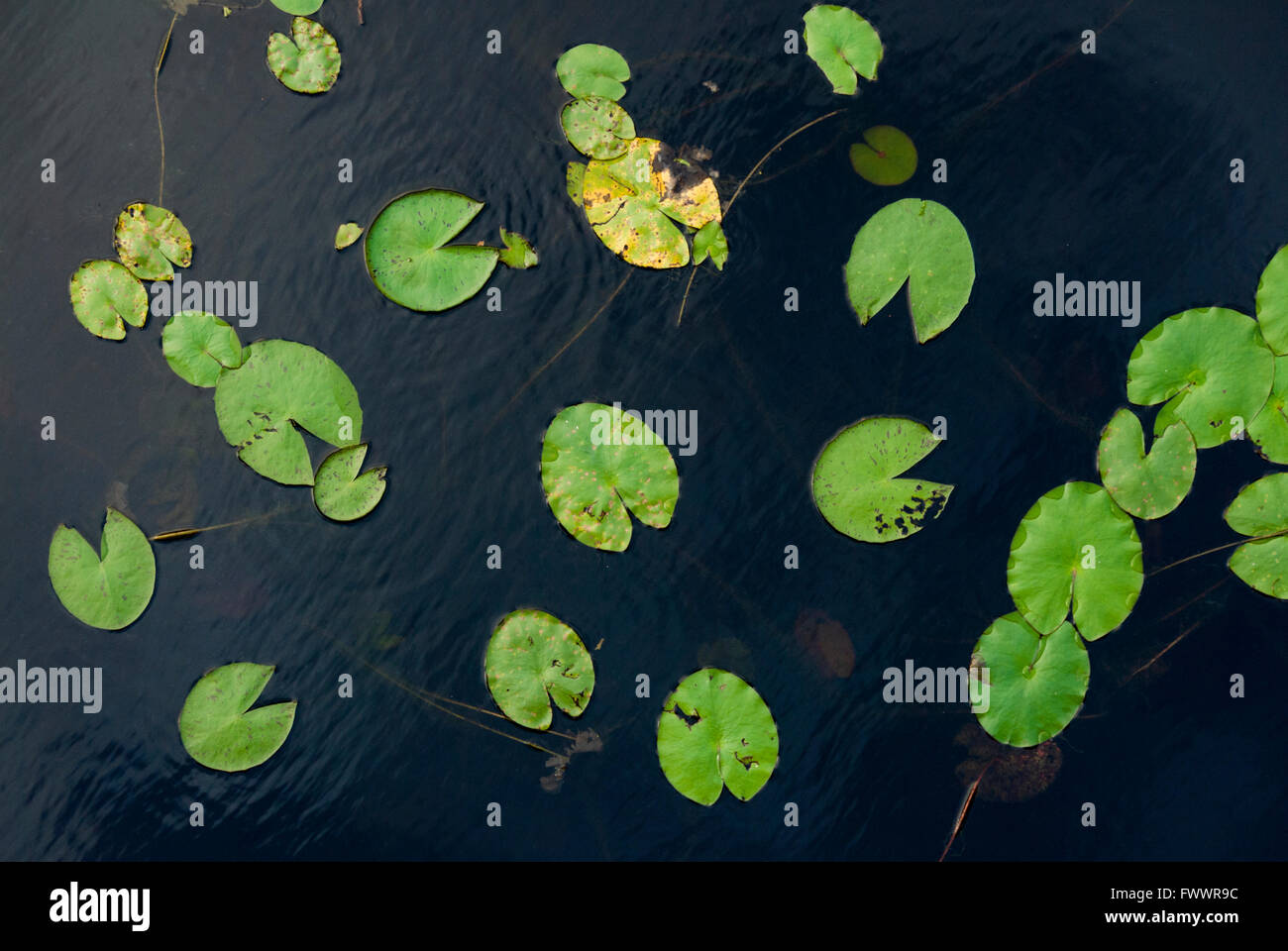 Aquatic plants, floating green leaves, green water plants in tropical