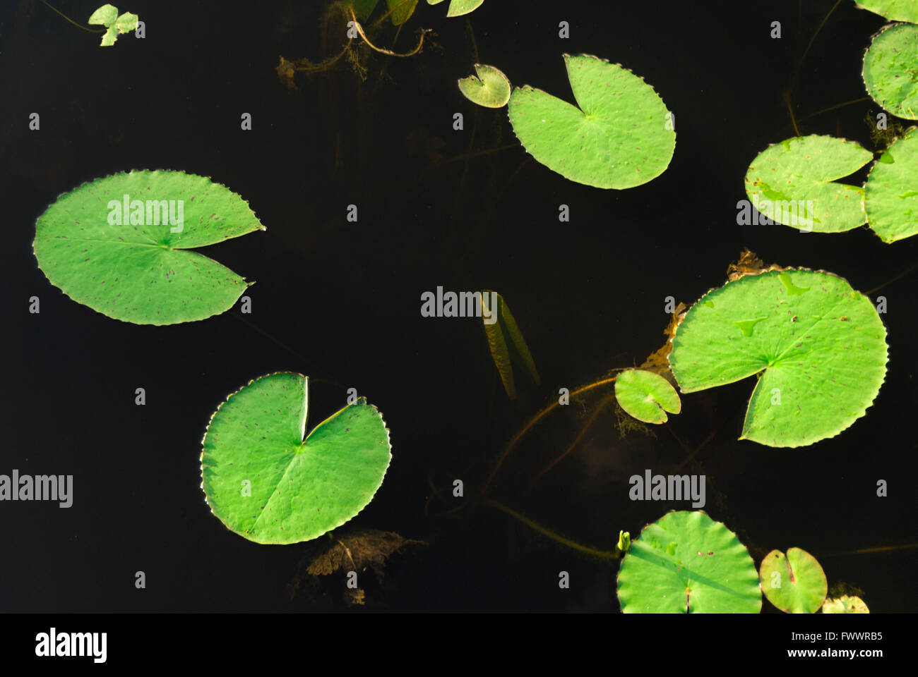 Aquatic plants, floating green leaves Stock Photo Alamy