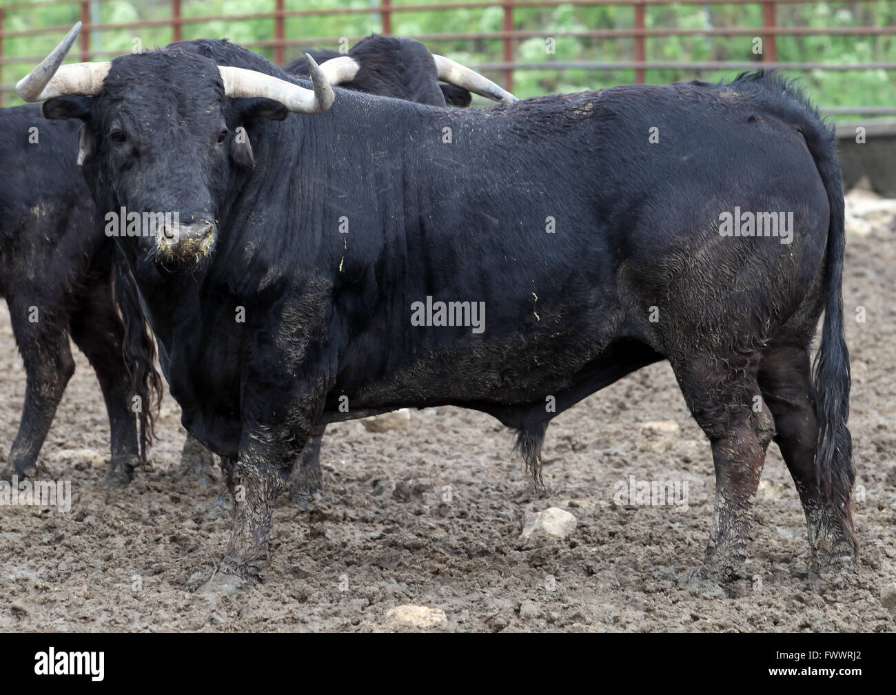 Bulls in the field in Spain Stock Photo