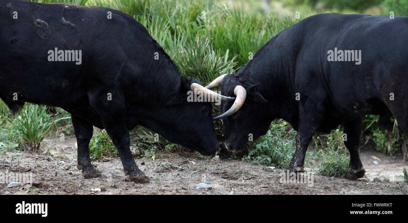 Bulls in the field in Spain Stock Photo