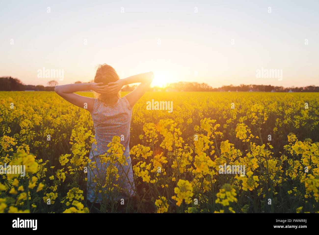 young woman enjoying summer and nature in yellow flower field at sunset ...