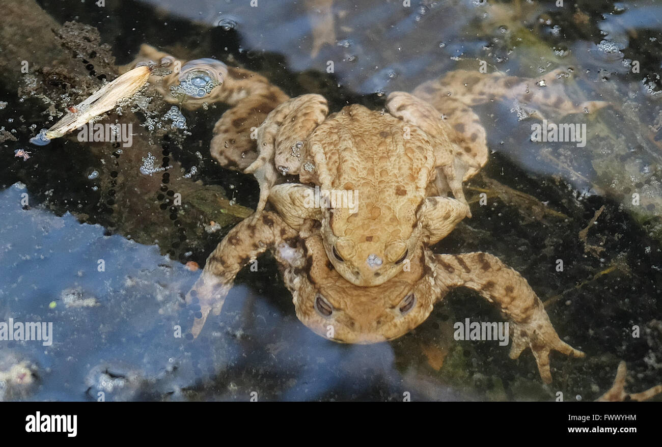 Toad spawn pond winter hi-res stock photography and images - Alamy