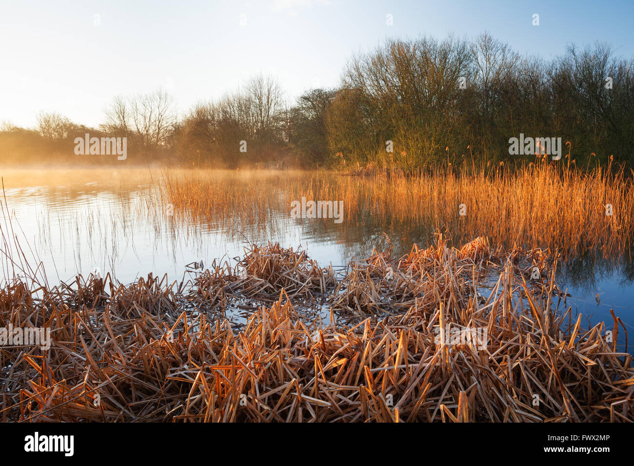 Barton-upon-Humber, Lincolnshire, UK. 8th April, 2016. Mist rising from a nature reserve pond on a sunny spring morning. Barton-upon-Humber, North Lincolnshire, UK. 8th April 2016. Credit:  LEE BEEL/Alamy Live News Stock Photo