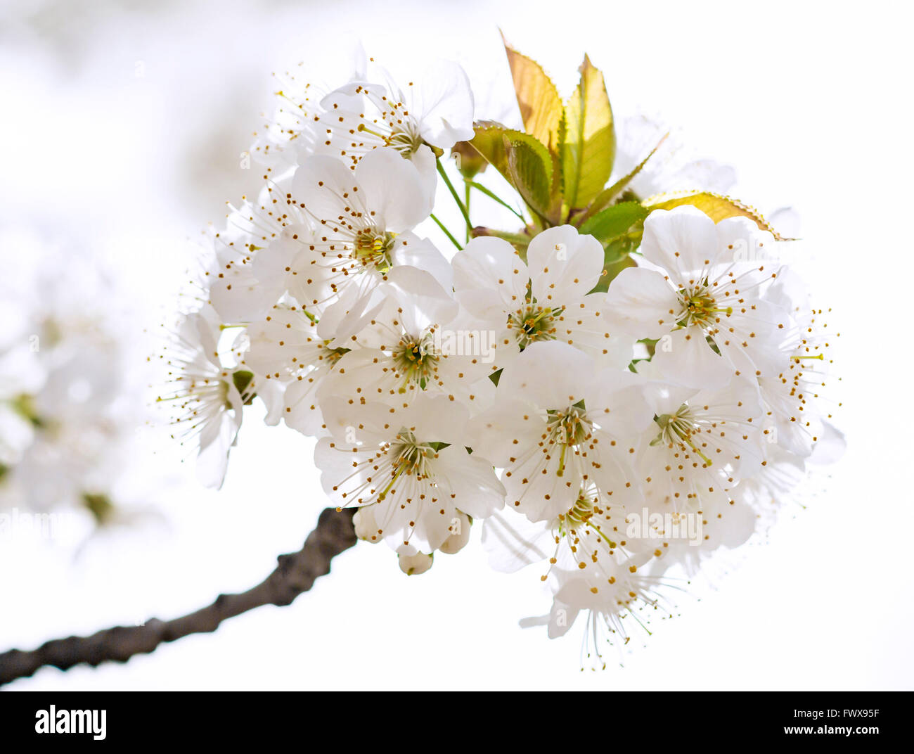 Spring blossom oriental cherry hi-res stock photography and images - Alamy