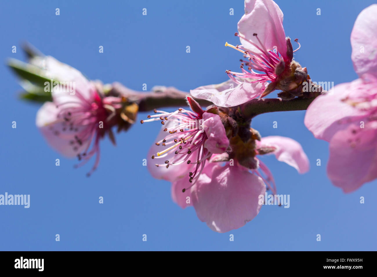 Spring blossom oriental cherry hi-res stock photography and images - Alamy