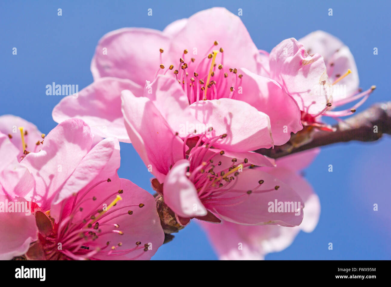 Spring blossom oriental cherry hi-res stock photography and images - Alamy