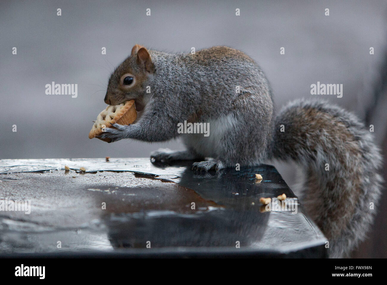 A Grey Squirrel Eats A Mince Pie Cake On Top Of A Wet Bin Stock Photo Alamy