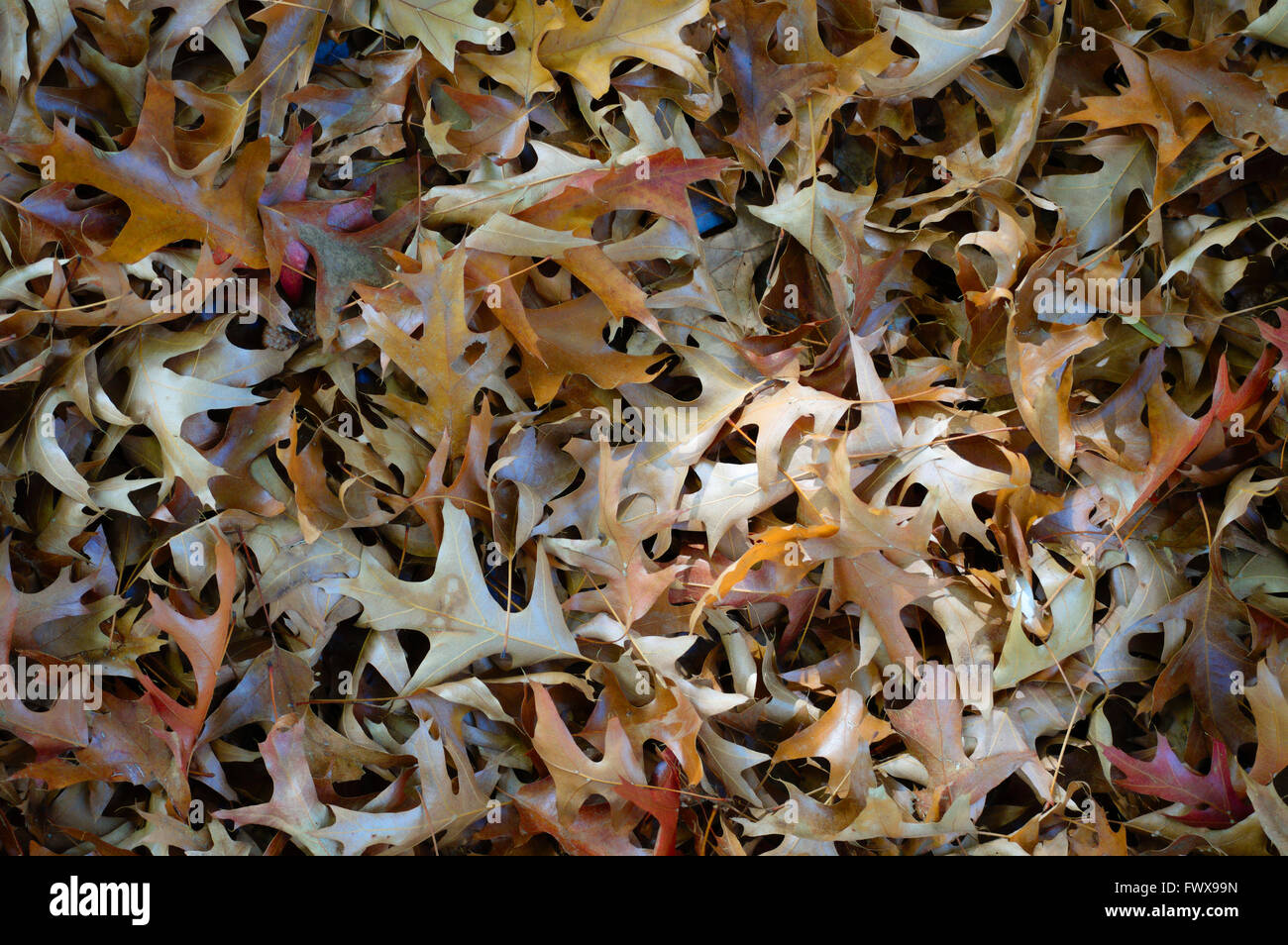 Dead old dry oak leaves on ground in autumn Stock Photo - Alamy