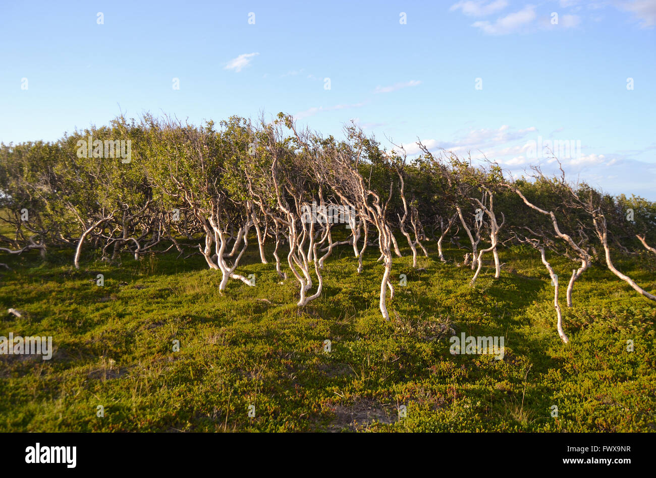 Dwarf birches By te Arctic Ocean in the north of Norway Stock Photo