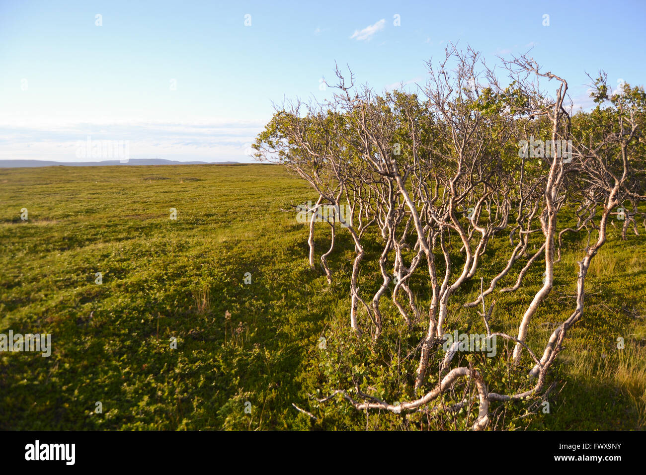 Dwarf birches By te Arctic Ocean in the north of Norway Stock Photo