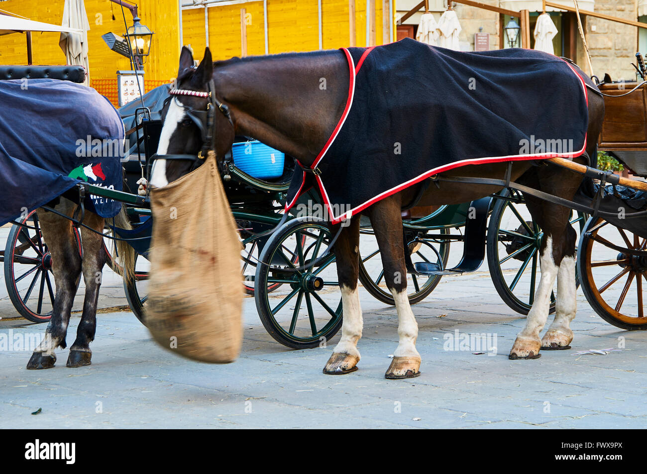 Details more than 124 nose bag best 3tdesign.edu.vn