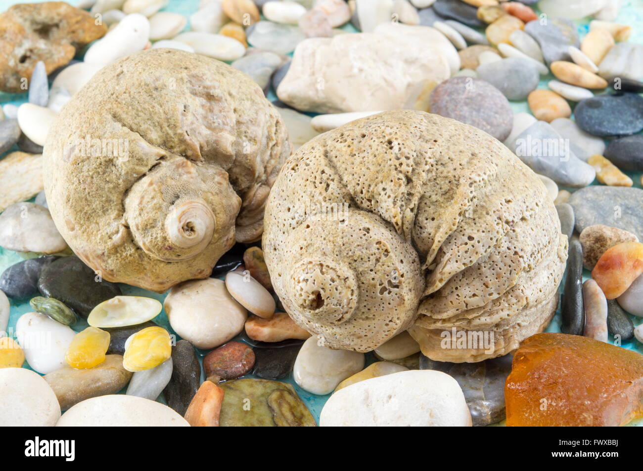 Interesting seashells with sea stones close up Stock Photo