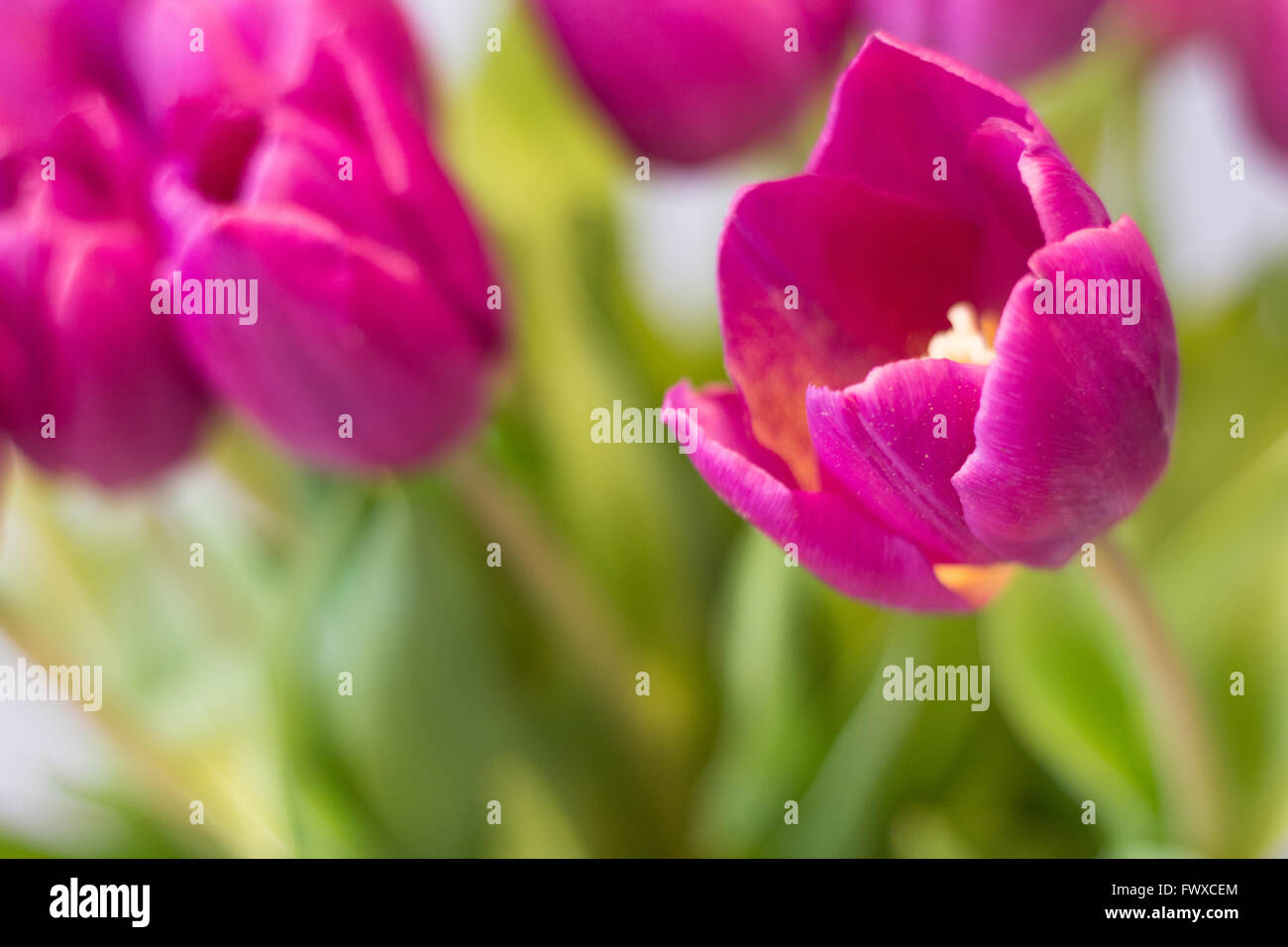 purple tulips macro - beautiful tulips flower closeup Stock Photo
