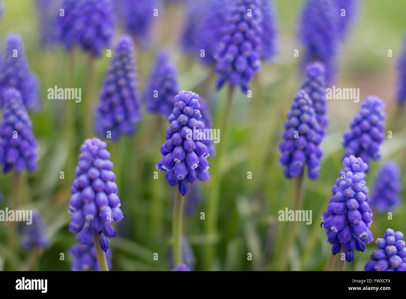 spring flower meadow - muscari blue flower macro Stock Photo