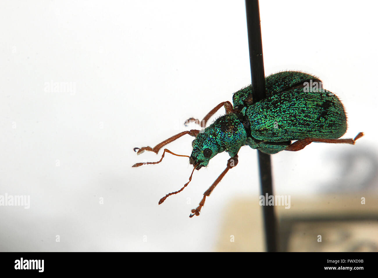 Macro shot of Polydrusus flavipes of the family of weevils. The insect ...
