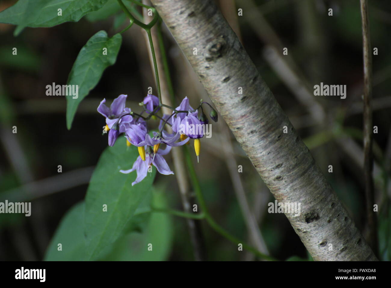 Blossoms of the poisonous bittersweet nightshade (Solanum dulcamara