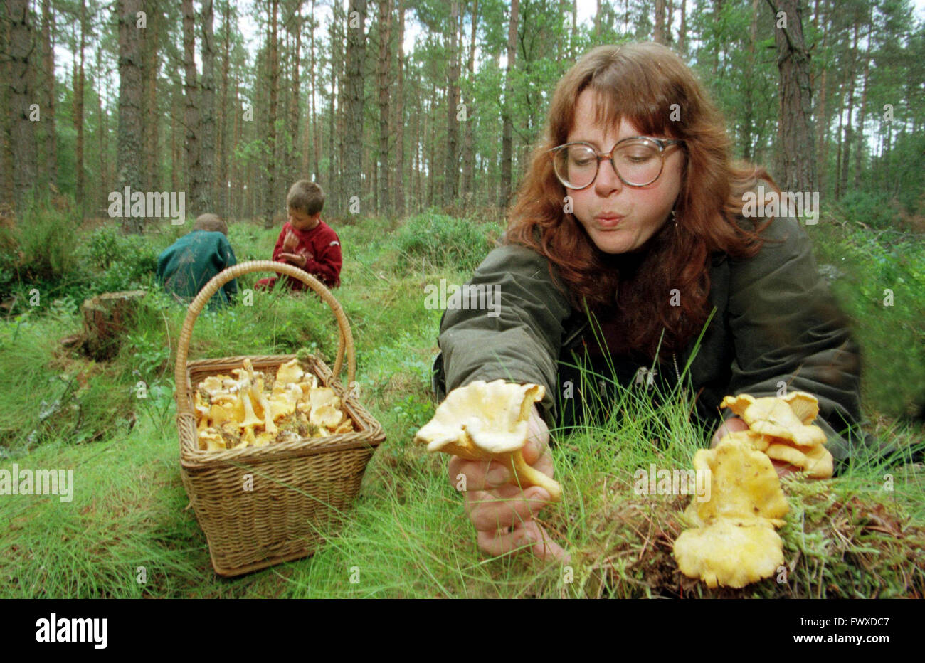 Picking wild mushrooms and Chanterelles near Tain in the Scottish Highlands Stock Photo Alamy