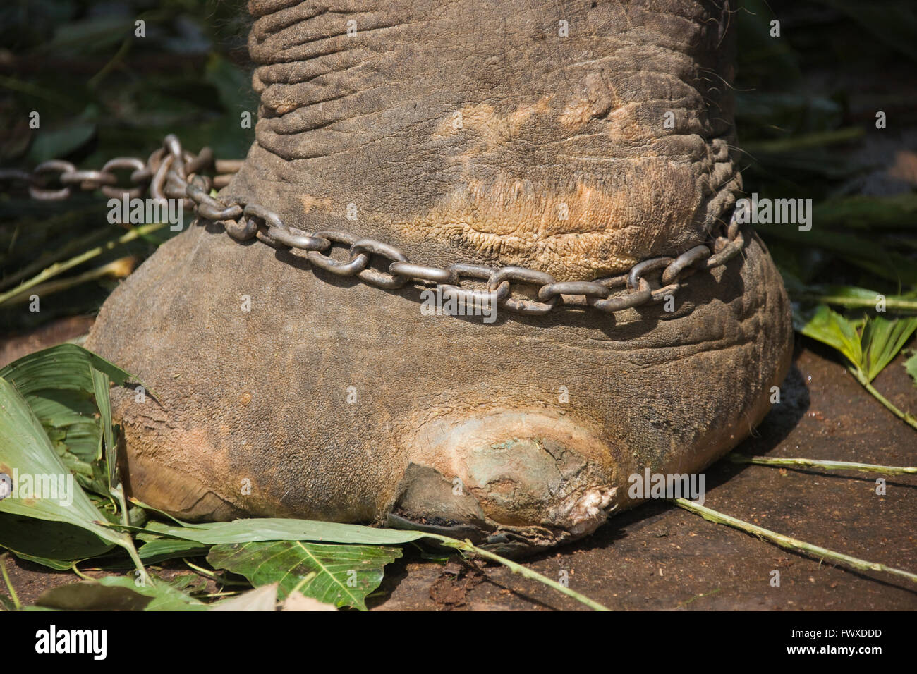 Elephant ankle shackled, Sri Lanka Stock Photo