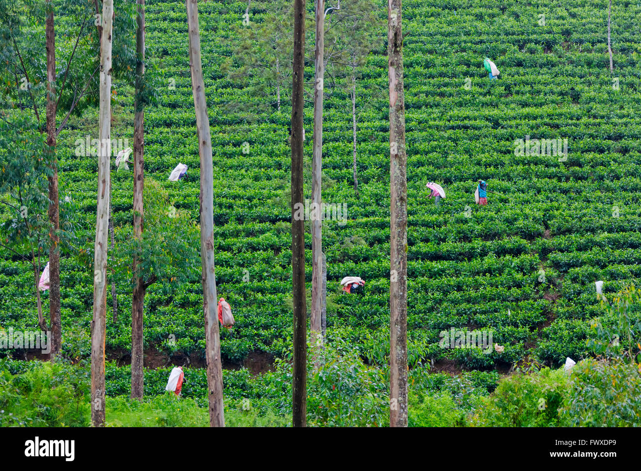 Tea plantation in central highlands, Central Province, Sri Lanka Stock Photo Alamy