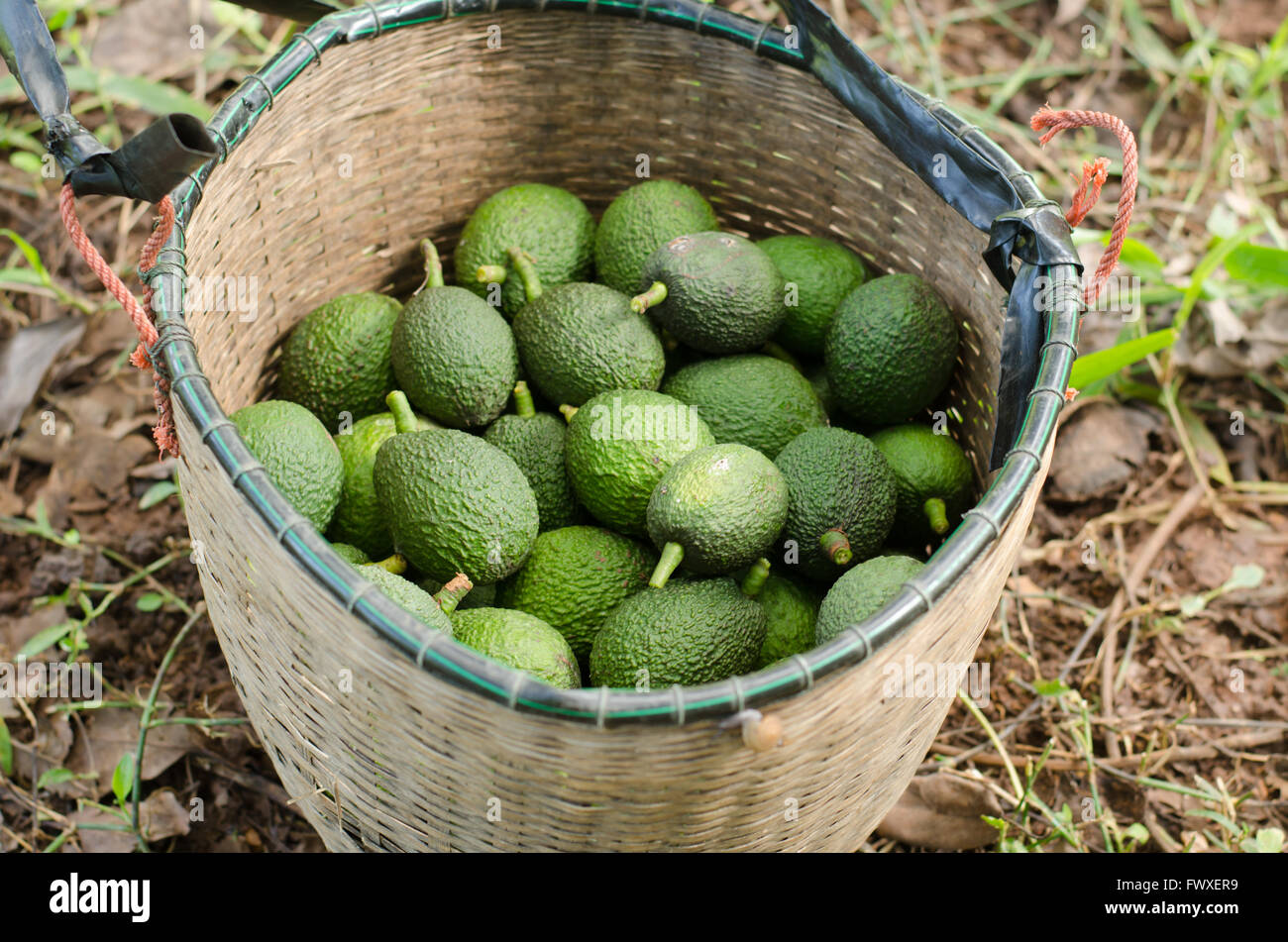 Avocados in basket Stock Photo - Alamy