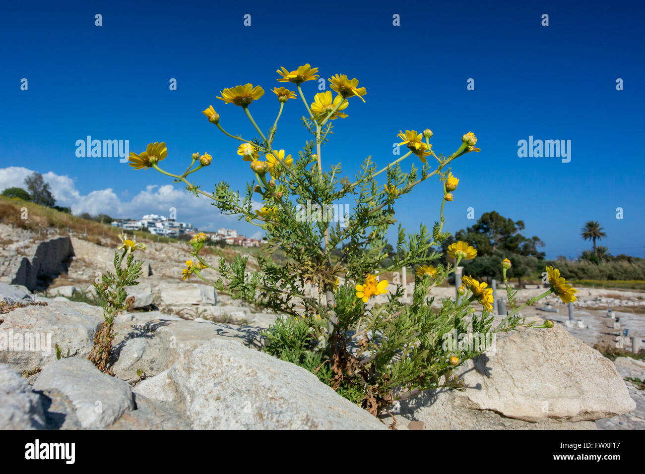 flower among the ancient ruins Stock Photo