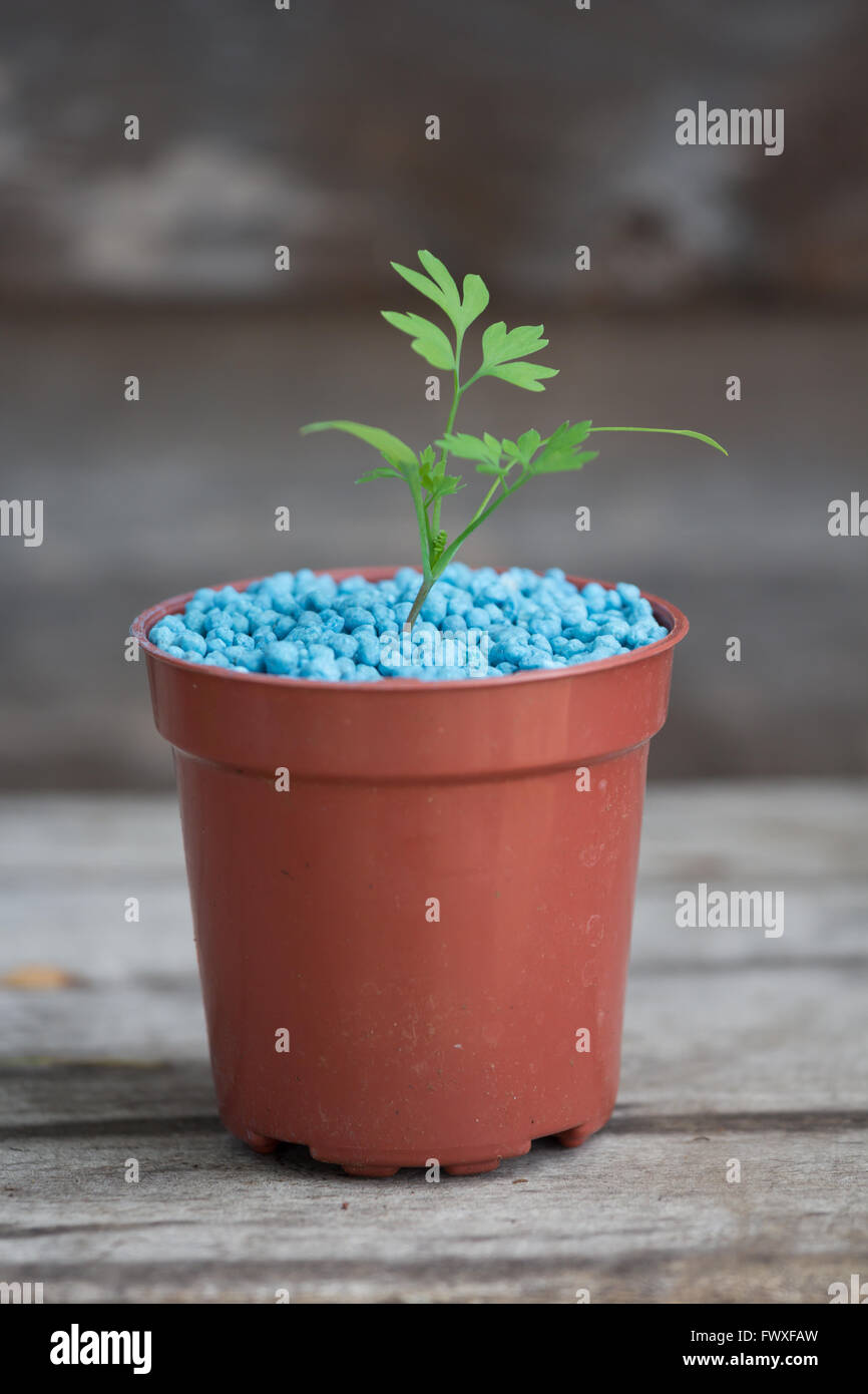 Seedling growing from fertiliser, a potential advertisement for nitrate fertiliser specifically NPK fertiliser Stock Photo
