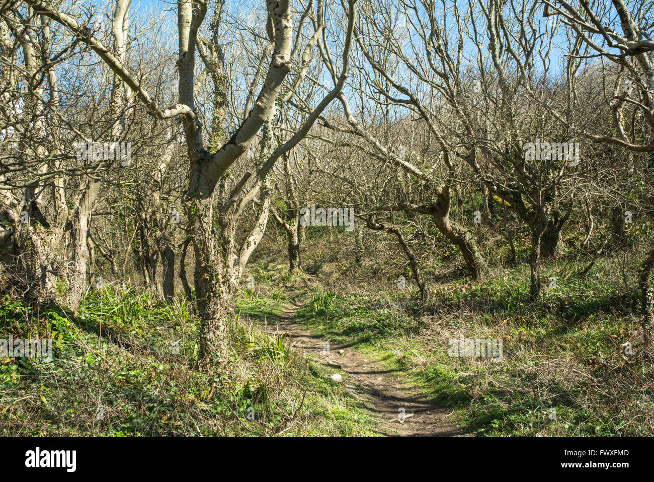 Footpath with trees hi-res stock photography and images - Alamy