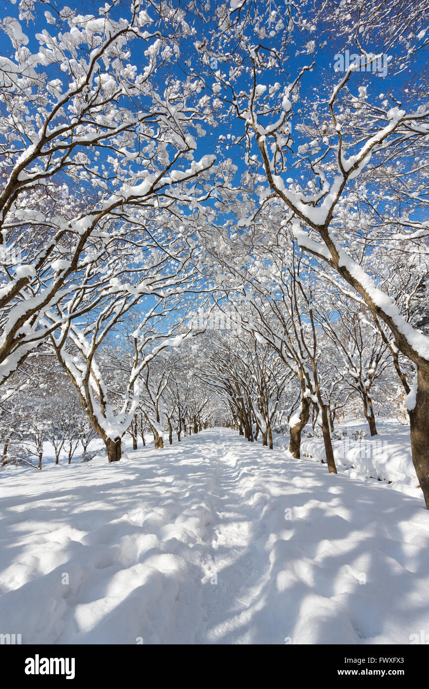 South Korea Naejangsan Mountain in winter with snow, Winter landscape