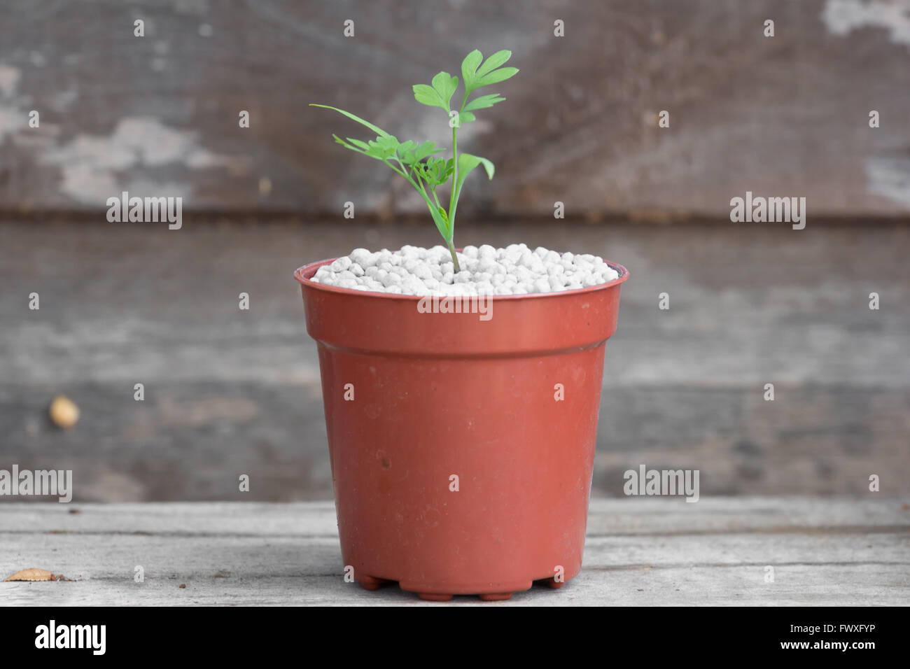 Seedling growing from fertiliser, a potential advertisement for nitrate fertiliser specifically NPK fertiliser Stock Photo