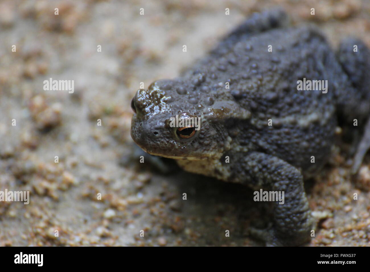 A common toad on sandy ground. Stock Photo