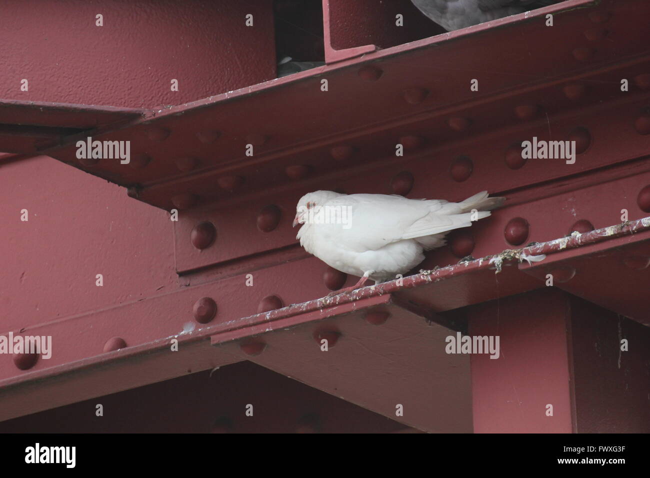 White dove (genus Columba) in a gap in metal frame Stock Photo - Alamy