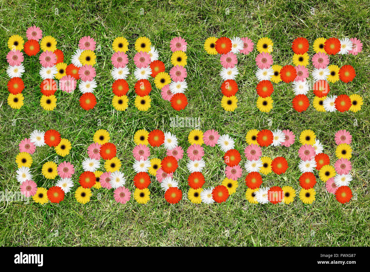 I'm in the garden with flowers flower spring meadow grass nature springtime Stock Photo