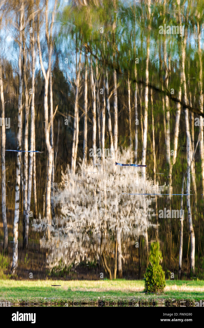 Birch tree flowers hi-res stock photography and images - Alamy