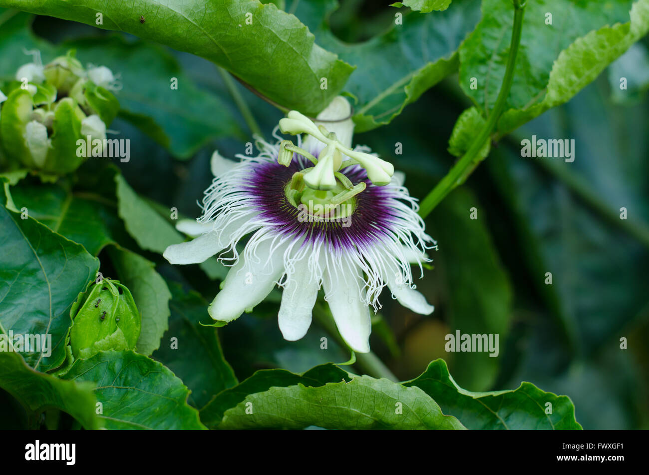 Passionflower leaves and fruit hires stock photography and images Alamy