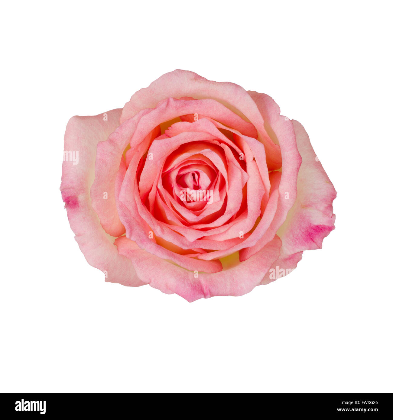 pink roses isolated on white background Stock Photo Alamy