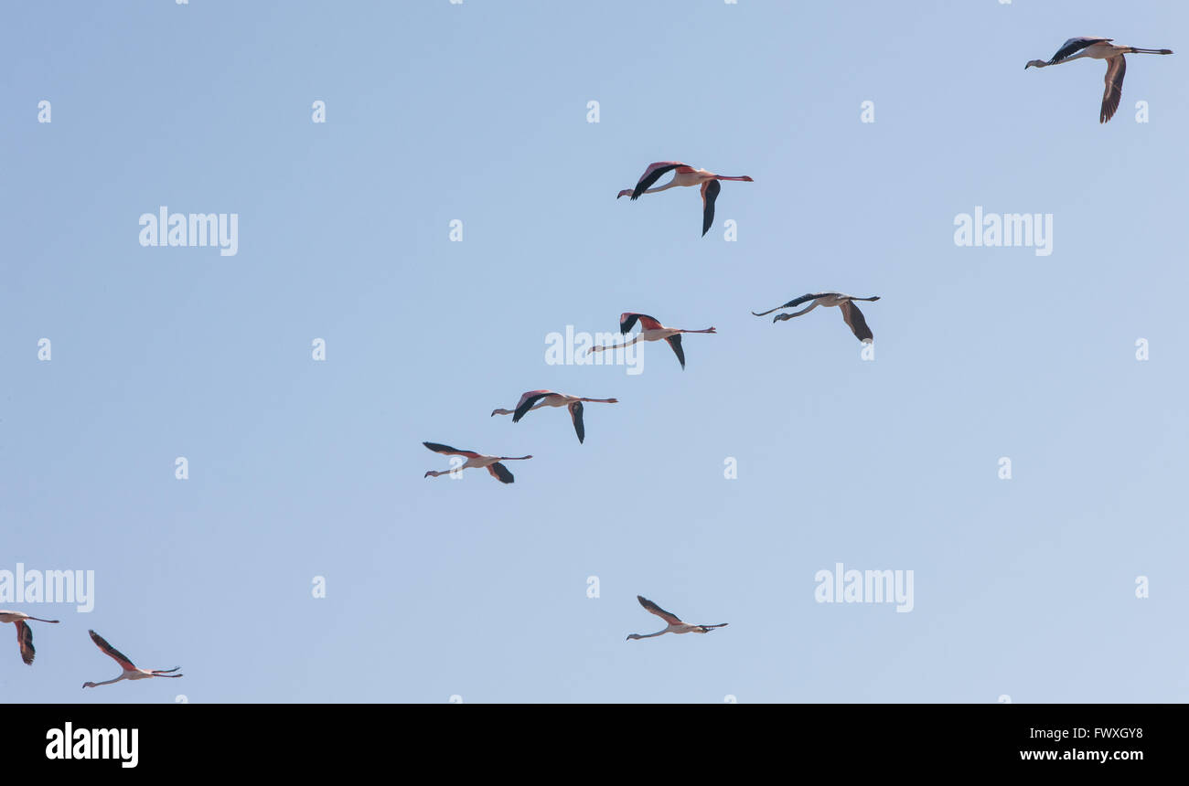Etang de l'Ayrolle,near Gruissan,Aude,South,France Stock Photo
