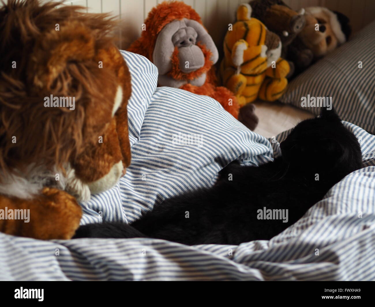 Black cat in bed with stuffed animals Stock Photo Alamy