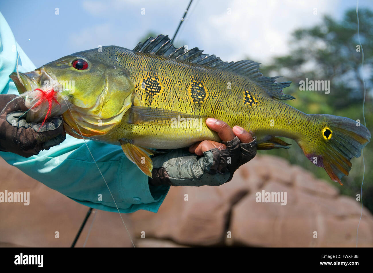 An angler lifts a giant butterfly peacock bass caught on a fly in lagoon waters off Colombia's Bocon (Inirida) River. Stock Photo