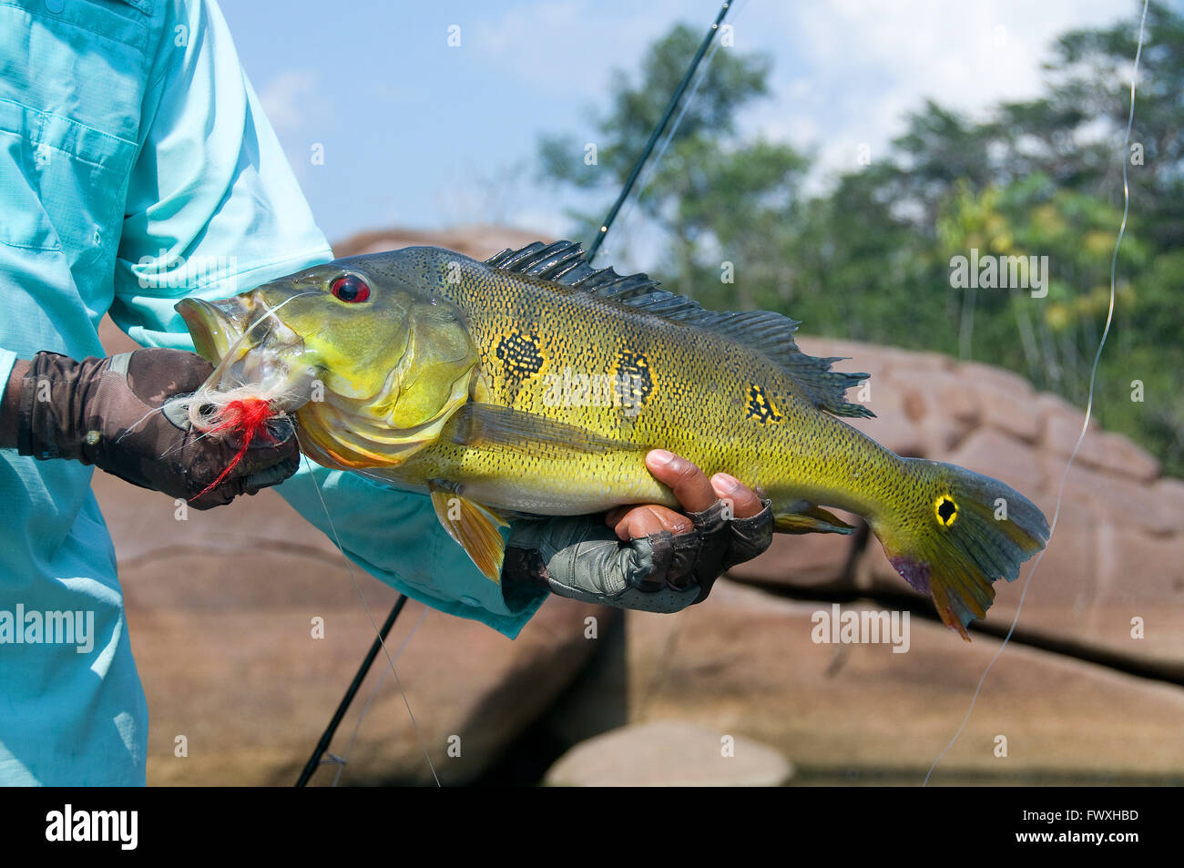 An angler lifts a giant butterfly peacock bass caught on a fly in lagoon waters off Colombia's Bocon River. Stock Photo