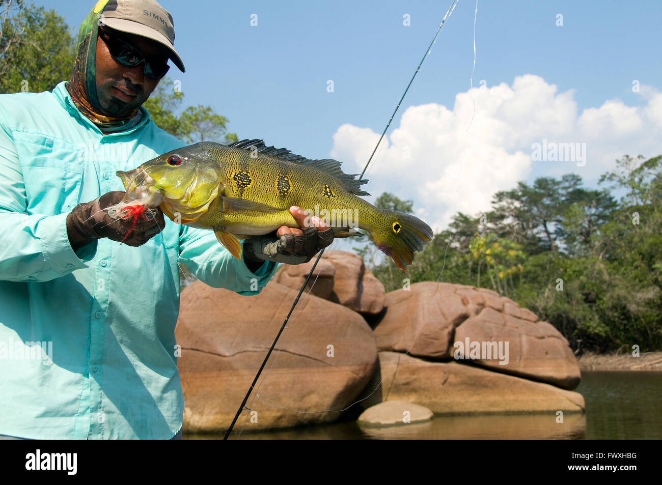 An angler lifts a giant butterfly peacock bass caught on a fly in rocky lagoon waters off Colombia's Cano Bocon River. Stock Photo