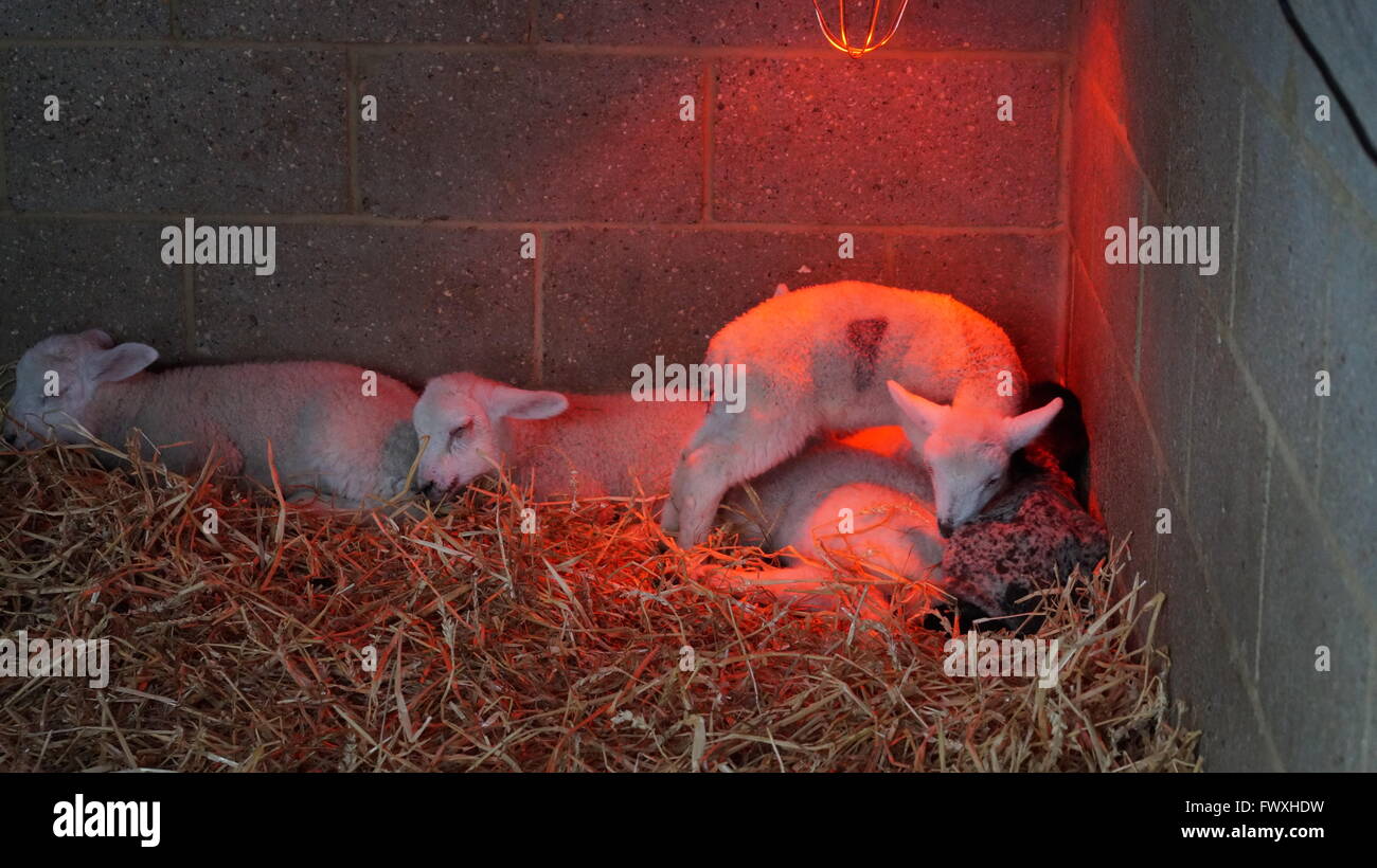 Newborn lambs under a heat lamp Stock Photo Alamy